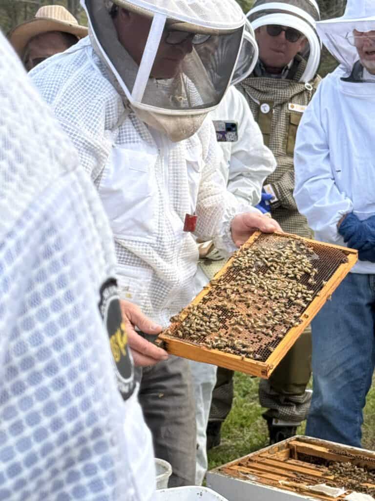 Beekeeper inspecting honeycomb frames in backyard beekeeping activity.