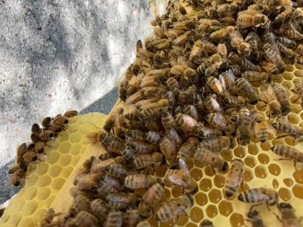 Close-up of bees on honeycomb in backyard beekeeping.