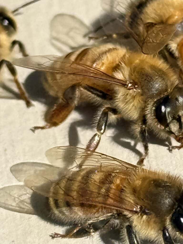 Close-up of honeybees on a hive in backyard beekeeping.