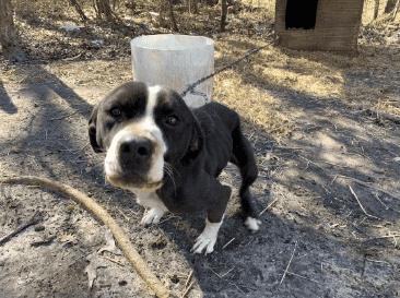 Animal welfare bill wins bipartisan support, faces uncertain path