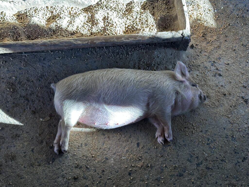Cute piglet lying on dirt in a farm setting.
