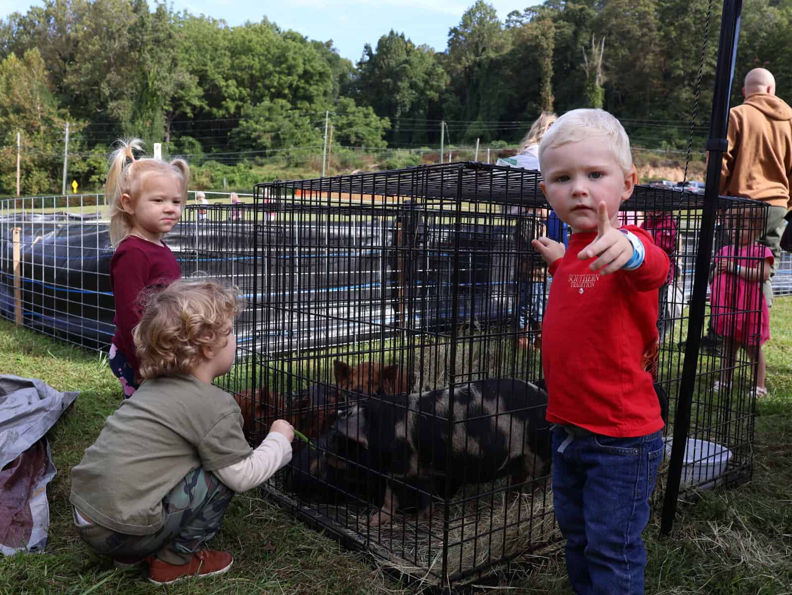 Children observing pigs in a cage at Mountaineer Festival.