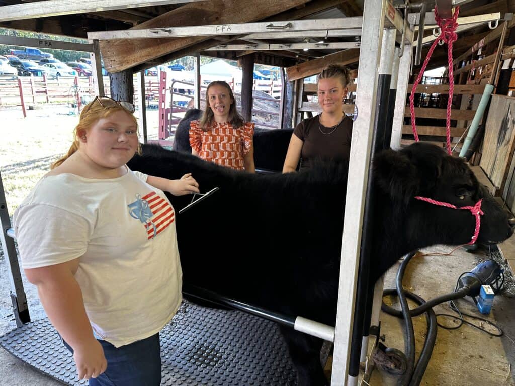 Three girls with a black pig in a farm setting during a busy weekend.