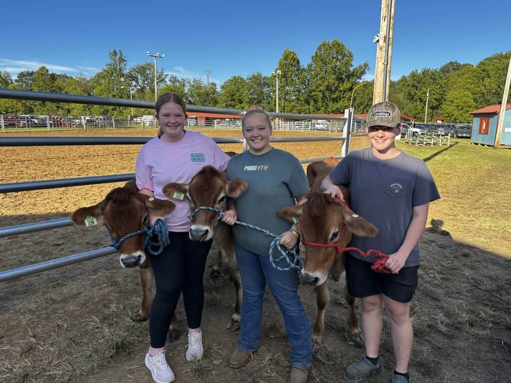 Three kids holding calves at the farm during a sunny day.