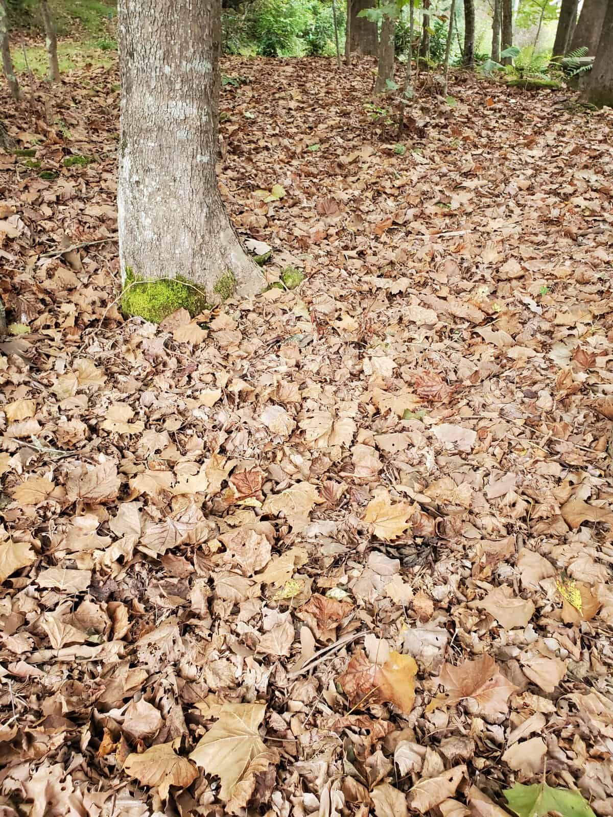 Leaf litter and tree trunk in a forest setting for composting.